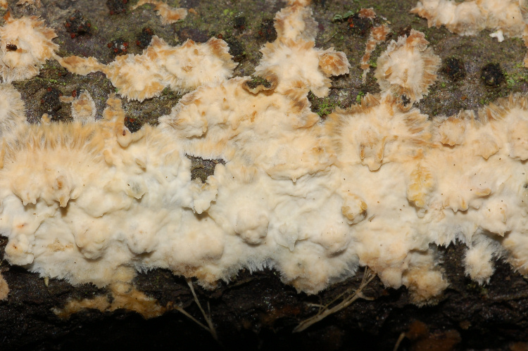 Aphyll.dalle colline di Mondeggi (Radulomyces molaris)